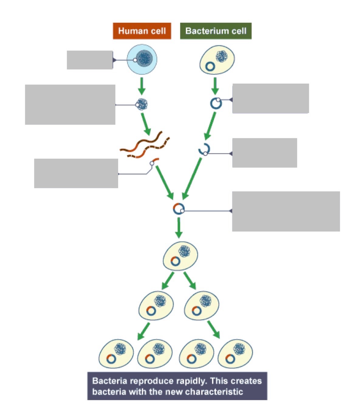 <p>Label with the stages of genetic engineering</p>
