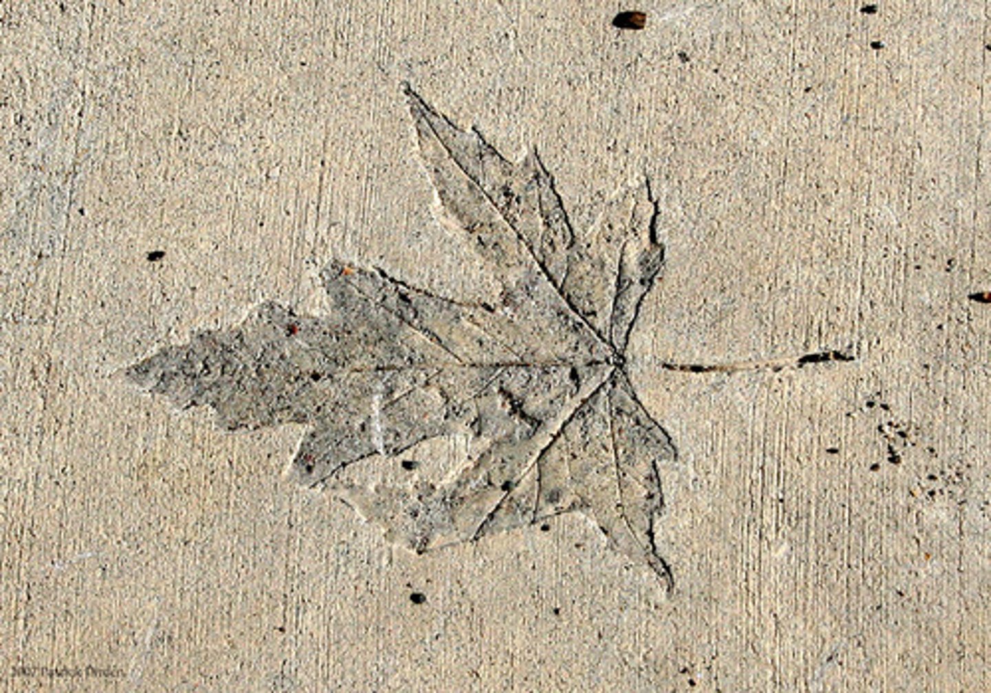 <p>this forms when hard body parts leave their impressions in softer sediment, which eventually hardens</p>