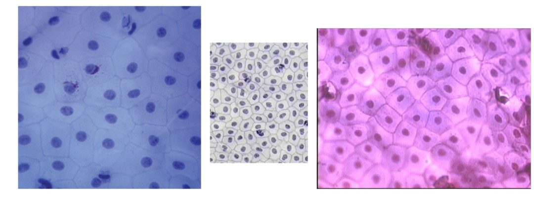 <p>Name the tissue</p>