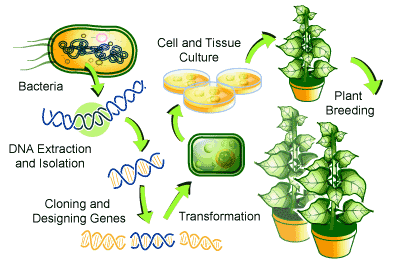 <p>Alter agricultural crops (plants &amp; animals)</p>