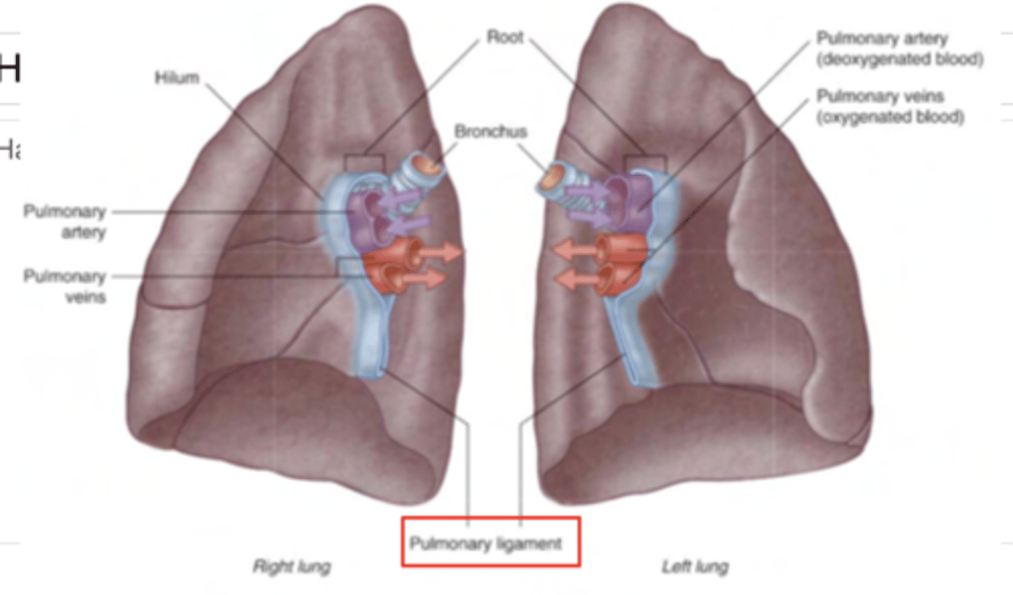 <p>A double fold of parietal pleura coming down from the pulmonary root</p>