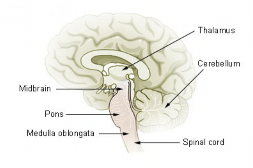 <p>Brainstem - Primal brain</p>