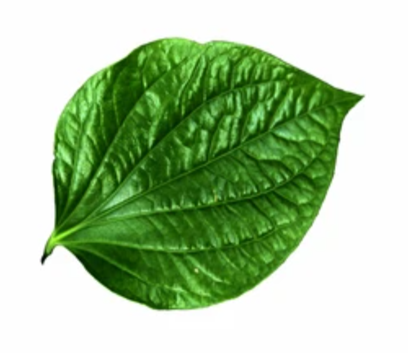 <p>netted venation; several dominant veins branching out from the petiole</p>