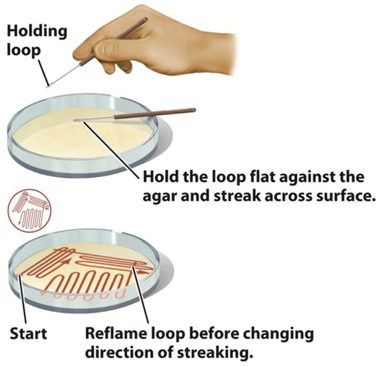 <p>Technique to dilute cells on agar surface.</p>