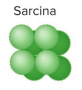 <p>sarcina</p>
