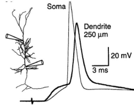 <ol><li><p>Dendrites of cerebellar Purkinje neurons→ report of active but<strong> poorly propagated signals</strong> in the </p></li><li><p>Mammalian CNS neurons→ direct measurements of voltage-gated ion channel currents→<em> see picture</em></p></li></ol><p></p>