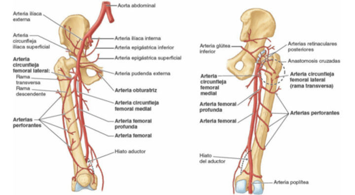 <p>Recorrido de la arteria circunfleja femoral lateral</p>