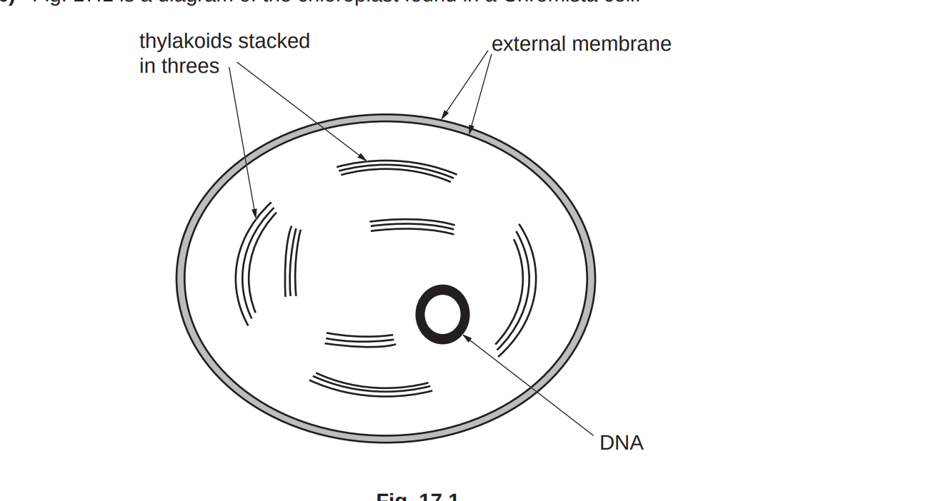 <p>outline the differences between the chloroplasts in the image and the chloroplasts in flowering plants</p>