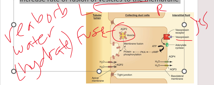 <p>vasopressin</p><p>•After vasopressin locks in, a secondary messenger activates an enzyme that causes proteins to increase rate of fusion of vesicles to the membrane</p><p>if we go L &lt;- R , we are hydrating but  R→ make vesicle and no ___</p>