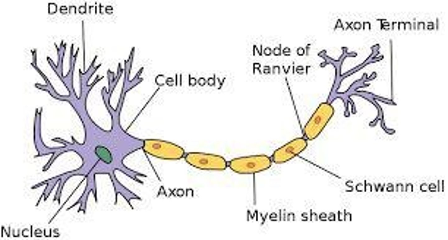 <p>Receive impulses from other neurons and conduct them.</p>