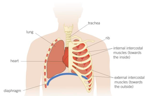 <ul><li><p>internal intercostal muscles - contraction leads to expiration</p></li><li><p>external intercostal muscles - contraction leads to insipration</p></li></ul><p></p>