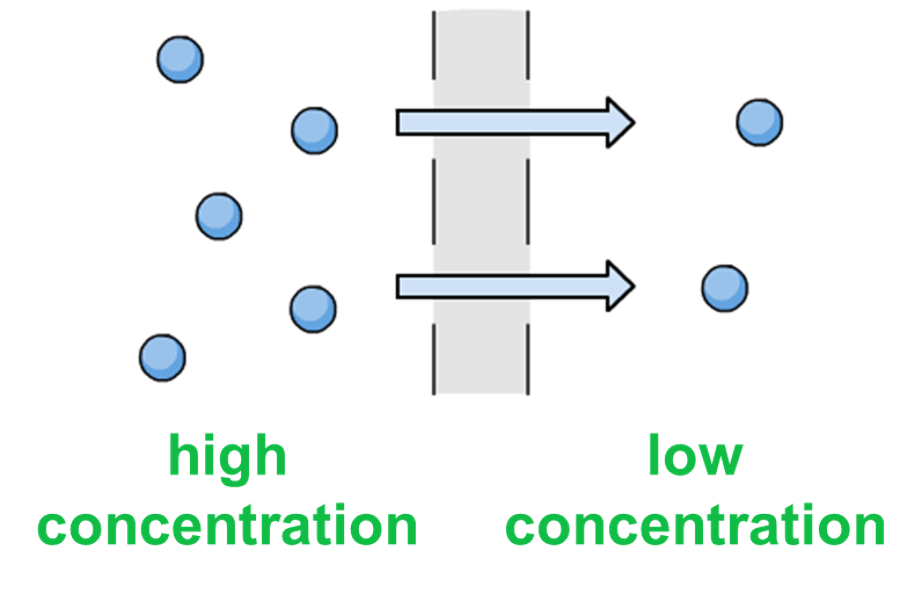 <p>Movement of particles from an area of higher concentration to an area of lower concentrations, occurs across cell membrane</p>