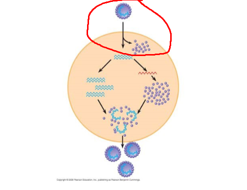 <p>Process circled in red</p>