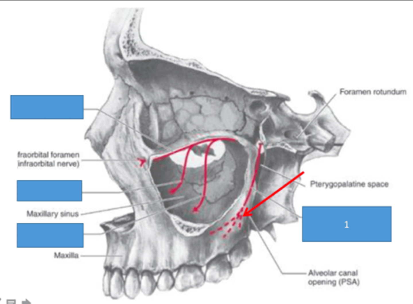 knowt flashcard image