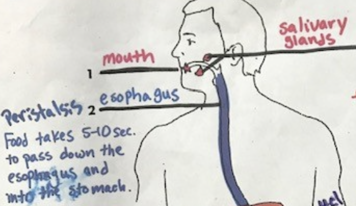 <p>esophagus</p>