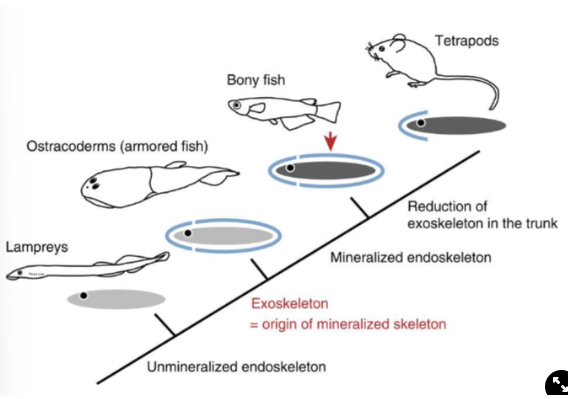 <ul><li><p><span>Lampreys→ no mineralised tissue</span></p></li><li><p><span>Ostracoderms→ have an armoured outside tissue made of odontodes</span></p></li><li><p><span>Bony fish→ retain the exoskeleton through fins and scales but also have an endoskeleton</span></p></li><li><p><span>Tetrapods→ retain the exoskeleton only in the head region, retain the endoskeleton</span></p></li></ul>