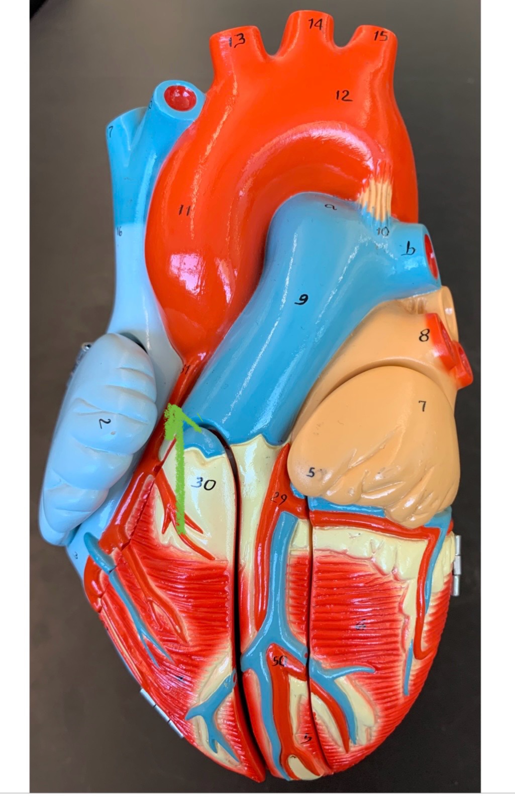 knowt flashcard image