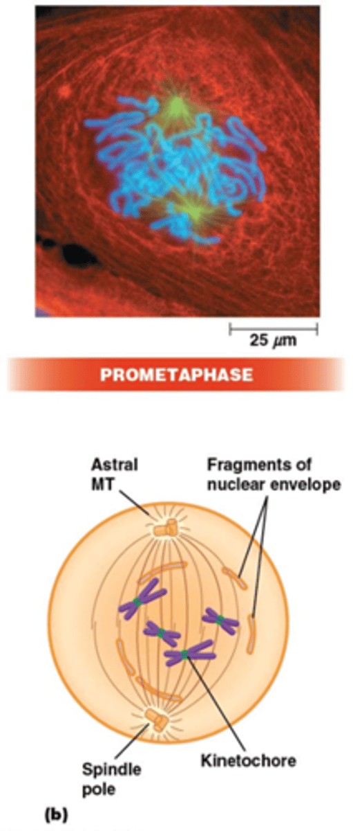 <p>•Polaire microtubuli (van pool tot pool) (welke pool is willekeurig want de orientatie is willekeurig)</p><p>•Astrale microtubuli (contact met eiwitten van de celcortex (actine microfilamenten geassocieerd met het plasmamembraan))</p>