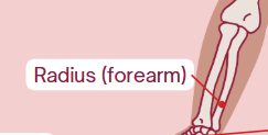 <p><span>Outer forearm bone (thumb side)</span></p>