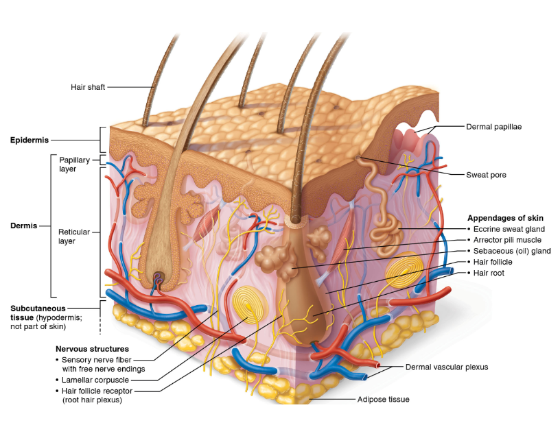 <p>What is the dermis layer?</p>