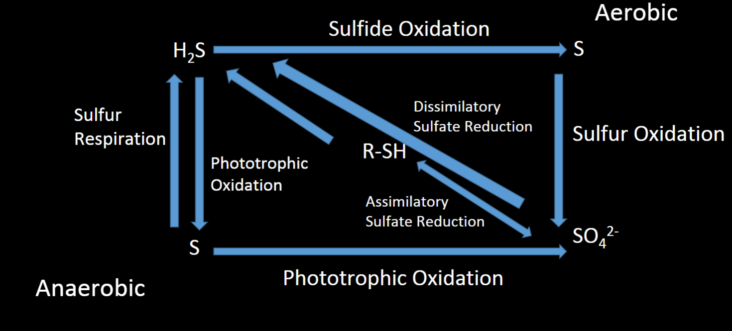 Not usually a limiting nutrient but still important!

Comprises 1% of bacterial biomass

Component of amino acids, coenzymes, hormones, and vitamins 

Cycled between oxidized state (sulfate) and reduced state (sulfide)