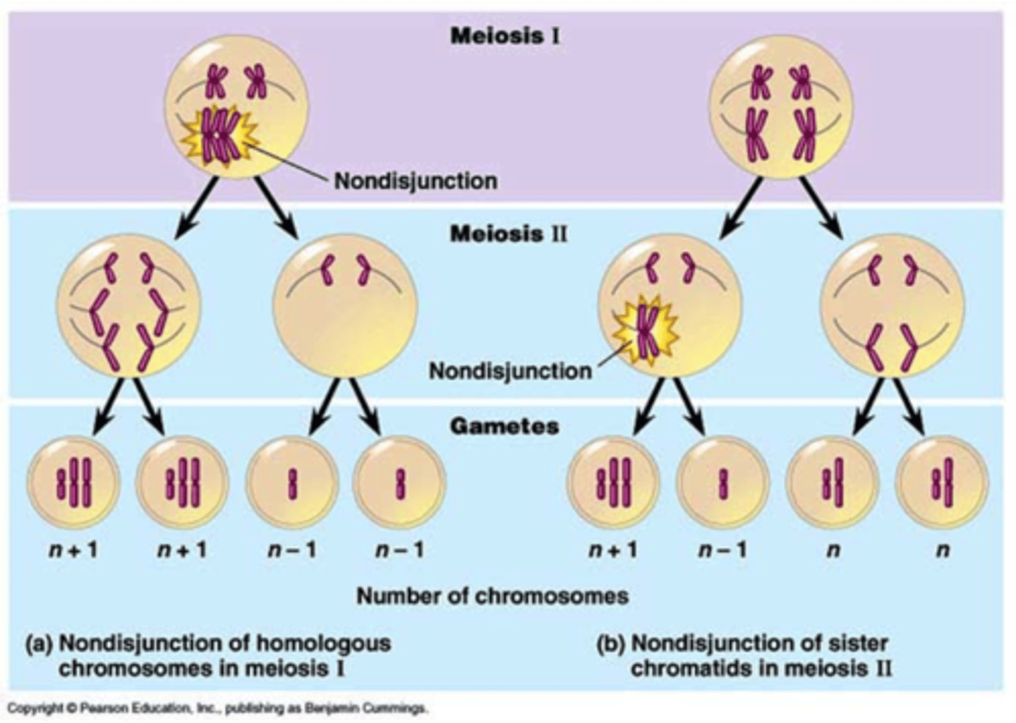 <p>The members of a chromosome pair fail to separate at anaphase, producing gametes with a incorrect number of chromosomes</p>