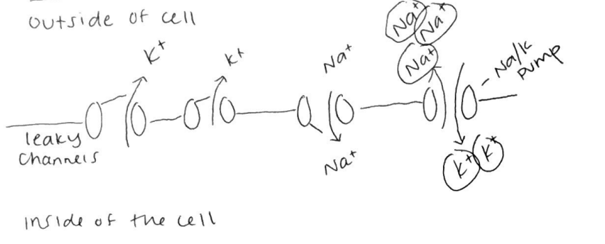 <p><span>Goldman-Hodgkin-Katz (GHK) equation</span></p>