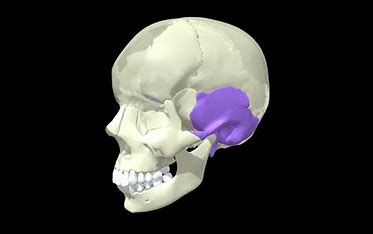 <p>What Cranial bone is this?</p>