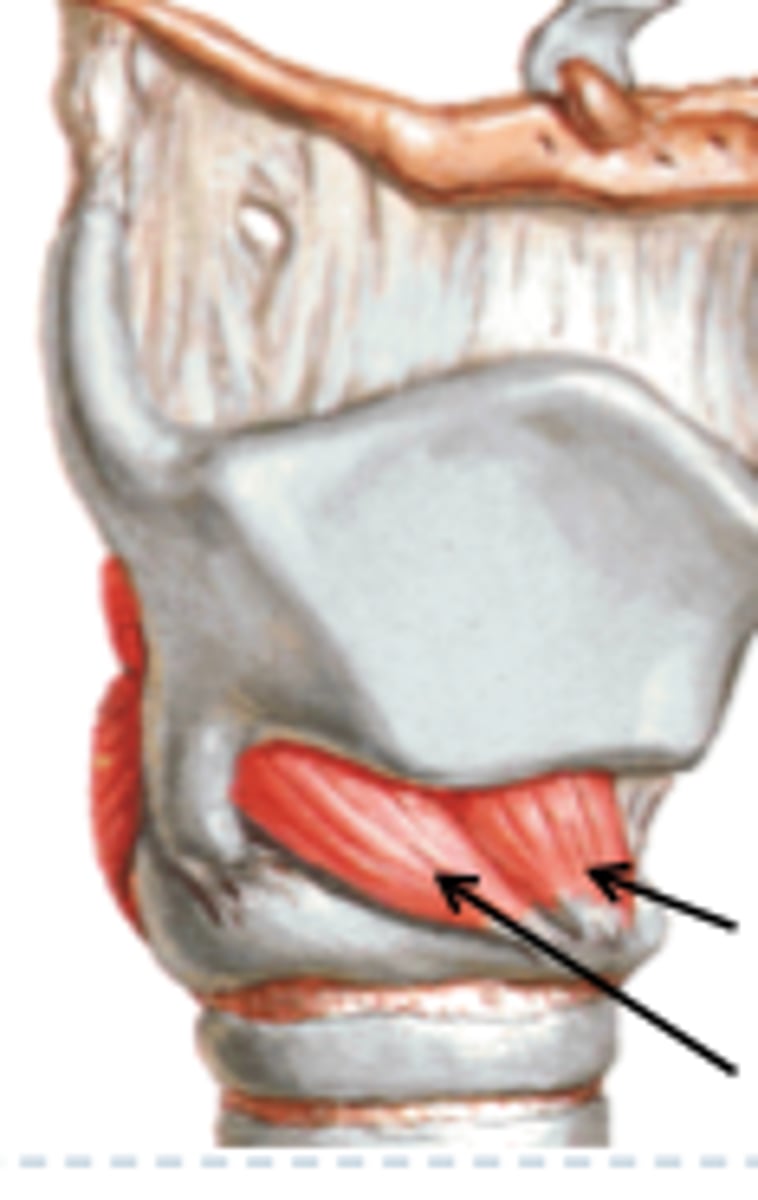 <p>Cricothyroid, thyroarytenoid</p>