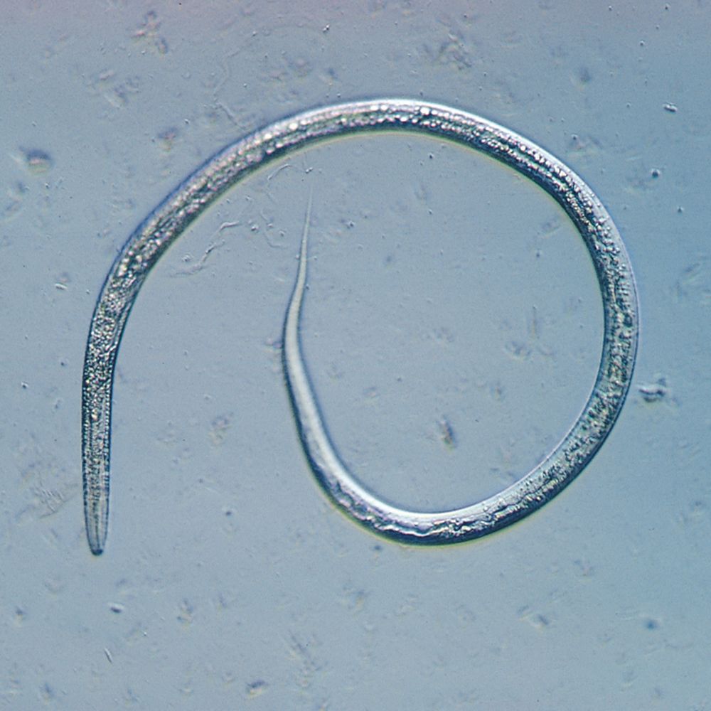 <p>Order Rhabdites</p>