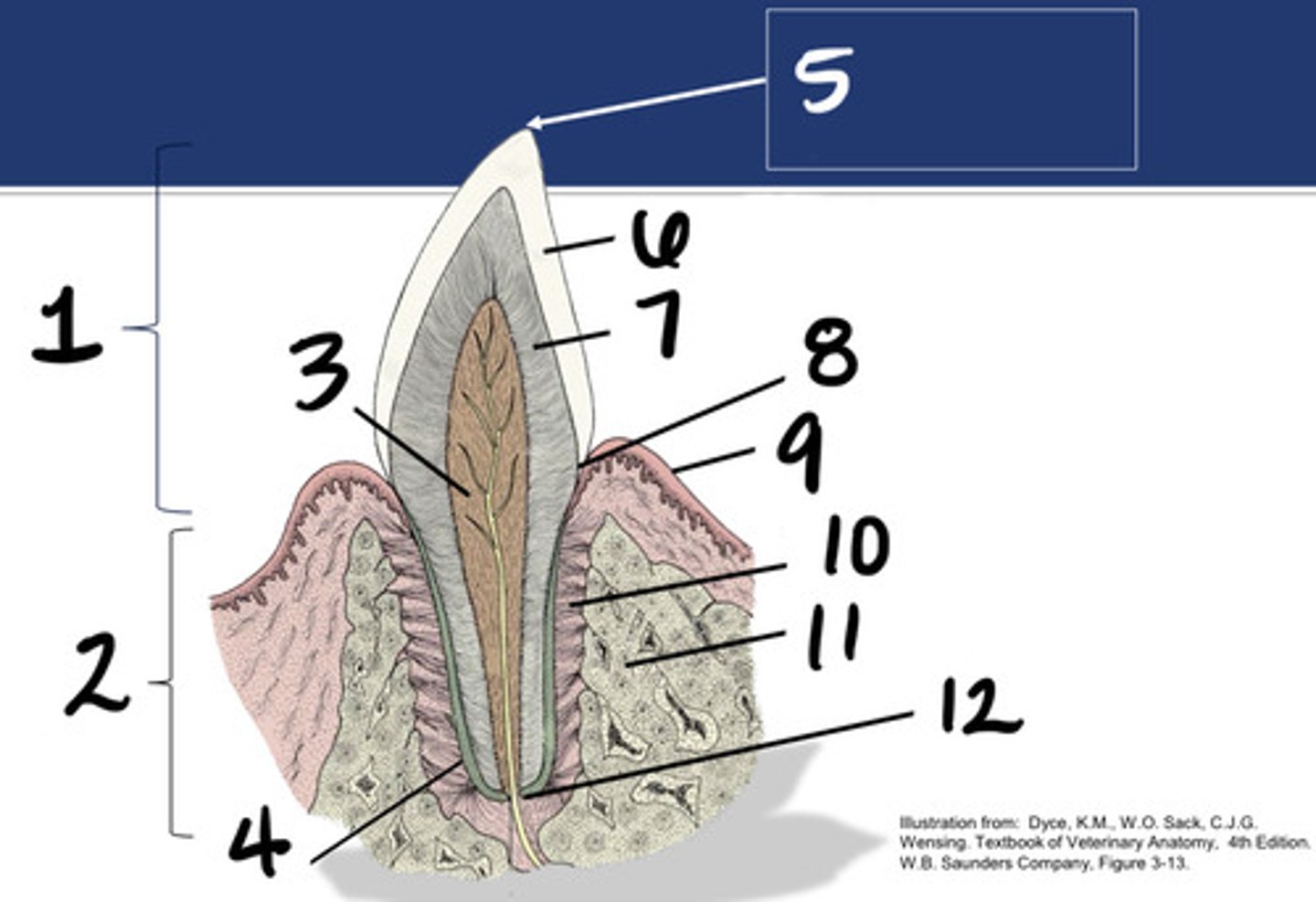 <p>What structure is represented by #11?</p>