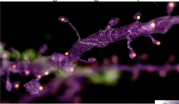 <p><strong>Convergence</strong> = multiple presynaptic inputs integrated by a <strong>postsynaptic neuron</strong></p><ul><li><p>Occurs via <strong>neuronal pools</strong></p></li><li><p>Brain has <strong>>1 billion neurons</strong> and <strong>>1 trillion synapses</strong>, allowing massive integration</p></li></ul><p></p>