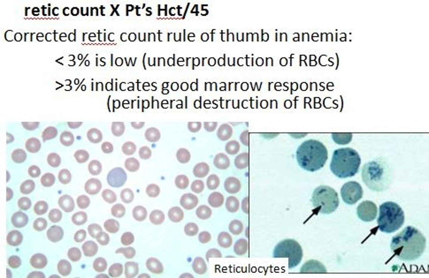 <p>indicate bone marrow activity and RBC production (esp in anemia)</p>