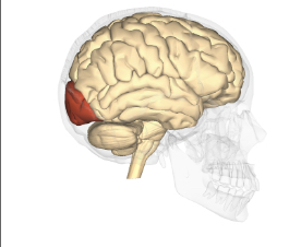 <p>Occitpital lobe </p>