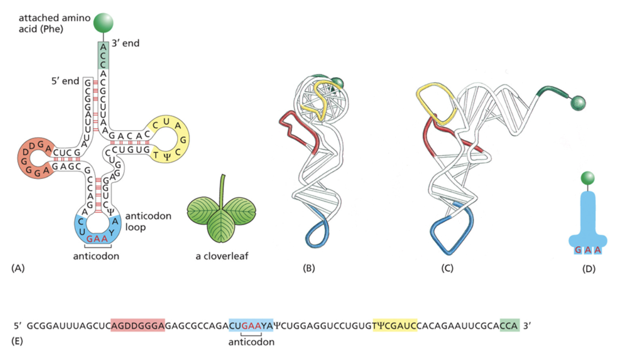 <ul><li><p>Assembled by <u>RNA polymerase III</u></p></li><li><p>Act as a translator between mRNA and amino acids during protein synthesis</p></li><li><p><span style="background-color: transparent;"><span>pre-tRNA goes through a lot of processing to become functional tRNA. This processing occurs after transcription is terminated but before tRNA is exported out of the nucleus.</span></span></p></li><li><p><span style="background-color: transparent;"><span>After processing tRNA is later connected to an amino acid and folds into a secondary structure, then folds again to form the tertiary structure that makes an L shape.</span></span></p></li><li><p><span style="background-color: transparent;"><span>At the bottom of the L shape, there is the anticodon that will be bound to the mRNA during translation</span></span></p></li><li><p><span style="background-color: transparent;"><span>On the opposite side of the anticodon, there is the an amino acid that allows it to connect to other amino acids in the chain when RNA is translated</span></span></p></li></ul><p></p>