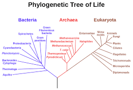 <p>Phylogenetic Tree</p>