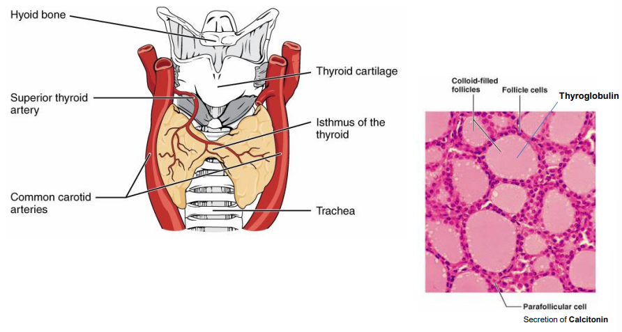 <ul><li><p class="">2 lobes beside trachea, linked by isthmus</p></li><li><p class="">Made of colloid-filled follicles with follicular cells</p></li><li><p class="">Follicular cells use thyroglobulin to make thyroid hormones</p></li><li><p class="">Parafollicular (C) cells secrete calcitonin to regulate calcium</p></li></ul><p></p>