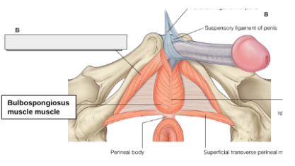 <p>what structure is that?</p>