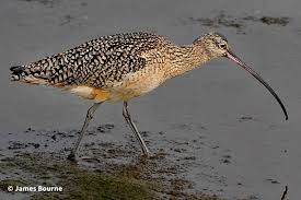 <p>probe into mud, loud call, breed in meadows, migratory</p>