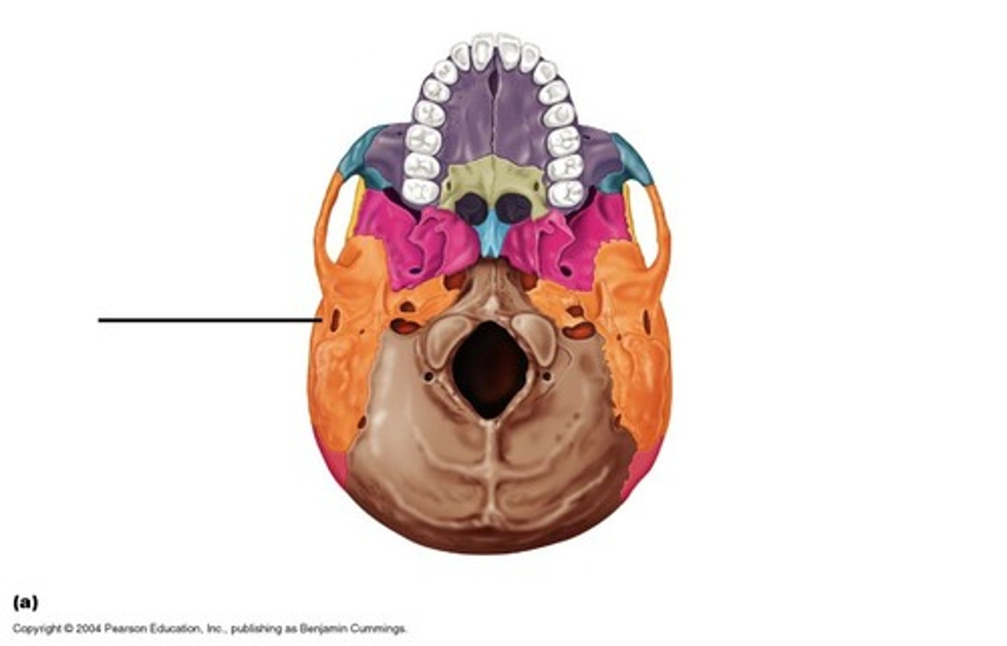 knowt flashcard image