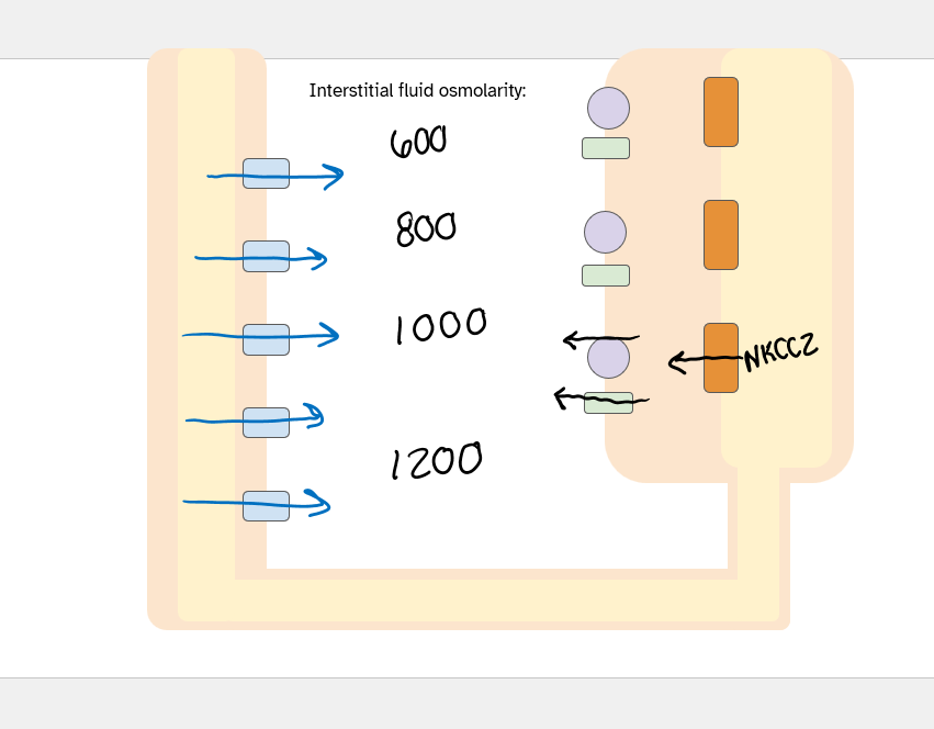 <p>water only</p><p>aquaporins</p>