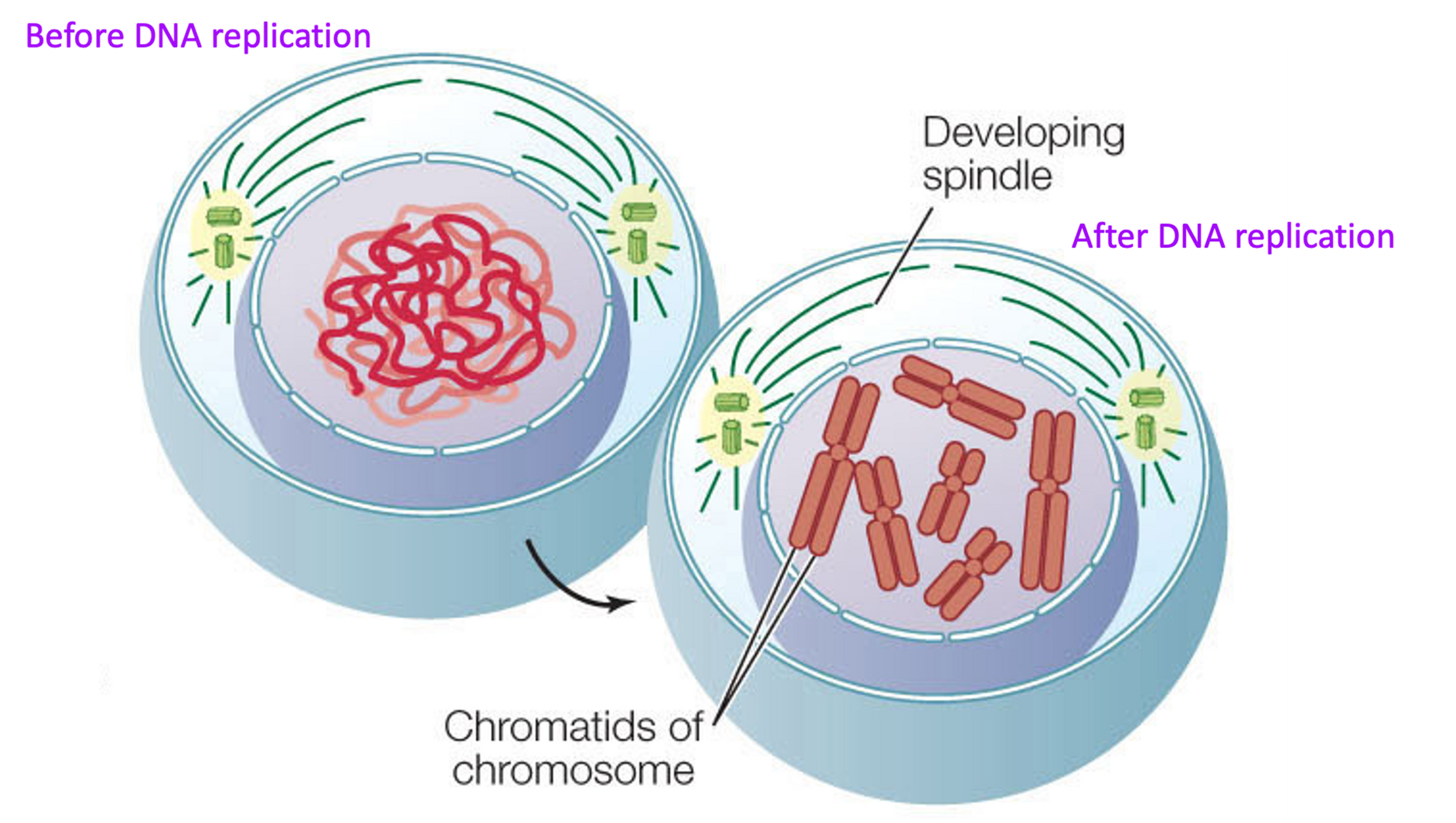 <p><span>DNA replication occurs producing two copies of each chromosome, called chromatids.</span></p>