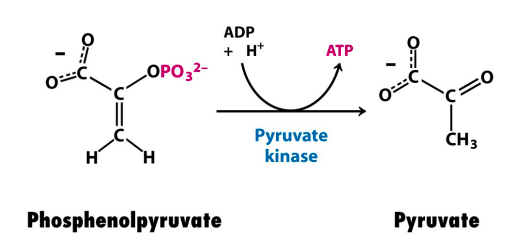 phosphoenolpyruvate to pyruvate