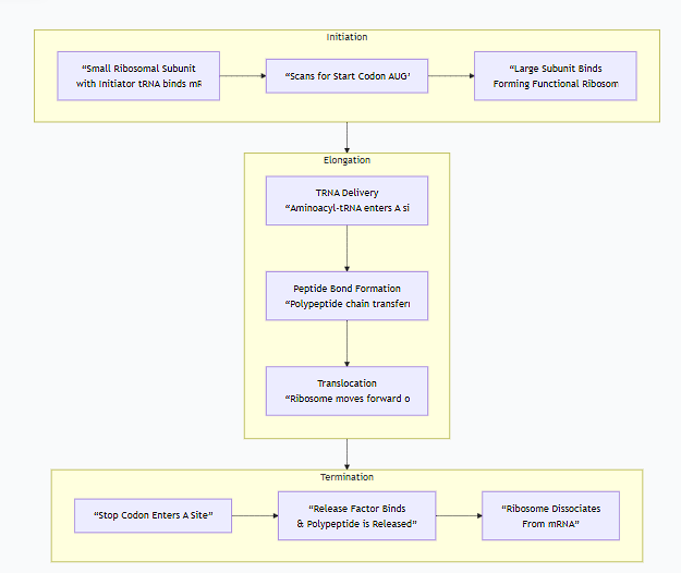<p>Protein synthesis, also known as <strong>translation</strong>, is the process where the cell decodes mRNA to build a specific protein. It occurs in three main stages: <strong>Initiation, Elongation, and Termination</strong>.</p><p class="ds-markdown-paragraph">Here are the basic steps that must occur, with details for each.</p><div data-type="horizontalRule"><hr></div><p>Overview of Translation</p><p class="ds-markdown-paragraph"><strong>Goal:</strong> To accurately convert the nucleotide sequence of mRNA into the amino acid sequence of a polypeptide chain.<br><strong>Key Players:</strong></p><ul><li><p class="ds-markdown-paragraph"><strong>mRNA:</strong> The genetic blueprint.</p></li><li><p class="ds-markdown-paragraph"><strong>Ribosome:</strong> The molecular machine that catalyzes protein synthesis.</p></li><li><p class="ds-markdown-paragraph"><strong>tRNA:</strong> The adapter molecule that brings the correct amino acid.</p></li><li><p class="ds-markdown-paragraph"><strong>Amino Acids:</strong> The building blocks of the protein.</p></li></ul><p class="ds-markdown-paragraph">The following flowchart provides a high-level overview of the entire translation process, from initiation to a finished protein:</p><div data-type="horizontalRule"><hr></div><p>Stage 1: Initiation</p><p class="ds-markdown-paragraph"><strong>Goal:</strong> To correctly assemble the ribosome on the mRNA start codon.</p><p class="ds-markdown-paragraph"><strong>Detailed Steps (in Eukaryotes):</strong></p><ol><li><p class="ds-markdown-paragraph"><strong>Small Subunit Binding:</strong> The small ribosomal subunit, loaded with a special <strong>initiator tRNA</strong> (carrying methionine, tRNA<span>&lt;sub&gt;</span>i<span>&lt;/sub&gt;&lt;sup&gt;</span>Met<span>&lt;/sup&gt;</span>), binds to the 5' cap of the mRNA.</p></li><li><p class="ds-markdown-paragraph"><strong>Scanning:</strong> The small subunit "scans" the mRNA in the 5' to 3' direction, moving codon by codon.</p></li><li><p class="ds-markdown-paragraph"><strong>Start Codon Recognition:</strong> It stops scanning when the initiator tRNA's anticodon base-pairs with the <strong>AUG start codon</strong> on the mRNA. This sets the <strong>reading frame</strong> for the rest of the translation.</p></li><li><p class="ds-markdown-paragraph"><strong>Large Subunit Joining:</strong> The large ribosomal subunit then binds, forming a functional ribosome. The initiator tRNA is sitting in the <strong>P (Peptidyl) site</strong>. The <strong>A (Aminoacyl) site</strong> is empty and ready for the next tRNA.</p></li></ol><div data-type="horizontalRule"><hr></div><p>Stage 2: Elongation</p><p class="ds-markdown-paragraph"><strong>Goal:</strong> To sequentially add amino acids to the growing polypeptide chain in the correct order.</p><p class="ds-markdown-paragraph">This is a cyclic, three-step process that repeats for each new amino acid. The following diagram illustrates this codon-by-codon elongation cycle:</p><p class="ds-markdown-paragraph"><strong>Detailed Steps (Elongation Cycle):</strong></p><ol><li><p class="ds-markdown-paragraph"><strong>Codon Recognition (Delivery):</strong></p><ul><li><p class="ds-markdown-paragraph">An incoming <strong>aminoacyl-tRNA</strong> (a tRNA with its specific amino acid attached) carrying the correct anticodon for the mRNA codon in the <strong>A site</strong> is delivered by elongation factor EF-Tu.</p></li><li><p class="ds-markdown-paragraph">The ribosome checks for proper codon-anticodon pairing to ensure accuracy.</p></li></ul></li><li><p class="ds-markdown-paragraph"><strong>Peptide Bond Formation:</strong></p><ul><li><p class="ds-markdown-paragraph">The ribosome's <strong>peptidyl transferase</strong> activity (catalyzed by rRNA in the large subunit) catalyzes the formation of a peptide bond between the amino acid in the <strong>P site</strong> and the amino acid in the <strong>A site</strong>.</p></li><li><p class="ds-markdown-paragraph">This transfers the entire growing polypeptide chain from the tRNA in the P site to the aminoacyl-tRNA in the A site.</p></li></ul></li><li><p class="ds-markdown-paragraph"><strong>Translocation:</strong></p><ul><li><p class="ds-markdown-paragraph">The ribosome moves exactly <strong>one codon</strong> downstream (3') along the mRNA. This shift is powered by the elongation factor EF-G.</p></li><li><p class="ds-markdown-paragraph">This movement has three consequences:</p><ul><li><p class="ds-markdown-paragraph">The now <strong>empty tRNA</strong> is moved from the P site to the <strong>E (Exit) site</strong>.</p></li><li><p class="ds-markdown-paragraph">The <strong>tRNA carrying the growing polypeptide chain</strong> is moved from the A site to the <strong>P site</strong>.</p></li><li><p class="ds-markdown-paragraph">The <strong>A site is emptied</strong> and is now over the next mRNA codon, ready for the next aminoacyl-tRNA to bind.</p></li></ul></li><li><p class="ds-markdown-paragraph">The empty tRNA in the E site is released.</p></li></ul></li></ol><p class="ds-markdown-paragraph">This cycle repeats for each codon in the mRNA.</p><div data-type="horizontalRule"><hr></div><p>Stage 3: Termination</p><p class="ds-markdown-paragraph"><strong>Goal:</strong> To release the finished polypeptide chain and disassemble the translation machinery.</p><p class="ds-markdown-paragraph"><strong>Detailed Steps:</strong></p><ol><li><p class="ds-markdown-paragraph"><strong>Stop Codon Recognition:</strong> Elongation continues until a <strong>stop codon</strong> (<strong>UAA, UAG, or UGA</strong>) enters the A site. There is no tRNA with an anticodon for these codons.</p></li><li><p class="ds-markdown-paragraph"><strong>Release Factor Binding:</strong> A protein called a <strong>release factor (RF)</strong> binds to the stop codon in the A site.</p></li><li><p class="ds-markdown-paragraph"><strong>Polypeptide Release:</strong> The release factor triggers the peptidyl transferase activity to <strong>hydrolyze</strong> (cut) the bond between the completed polypeptide and the tRNA in the P site. This releases the finished protein.</p></li><li><p class="ds-markdown-paragraph"><strong>Ribosome Recycling:</strong> The ribosome dissociates into its large and small subunits, releasing the mRNA and the final tRNA. These components can now be used for another round of translation.</p></li></ol><div data-type="horizontalRule"><hr></div><p>Summary Table of Key Steps</p><table style="min-width: 75px;"><colgroup><col style="min-width: 25px;"><col style="min-width: 25px;"><col style="min-width: 25px;"></colgroup><tbody><tr><th colspan="1" rowspan="1" style="border-bottom: 1.06667px solid rgba(0, 0, 0, 0.12); font: 500 15px / 25px quote-cjk-patch, Inter, system-ui, -apple-system, BlinkMacSystemFont, &quot;Segoe UI&quot;, Roboto, Oxygen, Ubuntu, Cantarell, &quot;Open Sans&quot;, &quot;Helvetica Neue&quot;, sans-serif; border-top: none; padding: 10px 16px 10px 0px; text-align: left;"><p><strong>Stage</strong></p></th><th colspan="1" rowspan="1" style="border-bottom: 1.06667px solid rgba(0, 0, 0, 0.12); font: 500 15px / 25px quote-cjk-patch, Inter, system-ui, -apple-system, BlinkMacSystemFont, &quot;Segoe UI&quot;, Roboto, Oxygen, Ubuntu, Cantarell, &quot;Open Sans&quot;, &quot;Helvetica Neue&quot;, sans-serif; border-top: none; padding: 10px 16px; text-align: left;"><p><strong>Key Event</strong></p></th><th colspan="1" rowspan="1" style="border-bottom: 1.06667px solid rgba(0, 0, 0, 0.12); font: 500 15px / 25px quote-cjk-patch, Inter, system-ui, -apple-system, BlinkMacSystemFont, &quot;Segoe UI&quot;, Roboto, Oxygen, Ubuntu, Cantarell, &quot;Open Sans&quot;, &quot;Helvetica Neue&quot;, sans-serif; border-top: none; padding: 10px 16px; text-align: left;"><p><strong>Molecular Action</strong></p></th></tr><tr><td colspan="1" rowspan="1" style="border-bottom: 1.06667px solid rgba(0, 0, 0, 0.1); font: 400 15px / 25px quote-cjk-patch, Inter, system-ui, -apple-system, BlinkMacSystemFont, &quot;Segoe UI&quot;, Roboto, Oxygen, Ubuntu, Cantarell, &quot;Open Sans&quot;, &quot;Helvetica Neue&quot;, sans-serif; min-width: 100px; max-width: max(30vw, 320px); padding: 10px 16px 10px 0px;"><p><strong>Initiation</strong></p></td><td colspan="1" rowspan="1" style="border-bottom: 1.06667px solid rgba(0, 0, 0, 0.1); font: 400 15px / 25px quote-cjk-patch, Inter, system-ui, -apple-system, BlinkMacSystemFont, &quot;Segoe UI&quot;, Roboto, Oxygen, Ubuntu, Cantarell, &quot;Open Sans&quot;, &quot;Helvetica Neue&quot;, sans-serif; min-width: 100px; max-width: max(30vw, 320px); padding: 10px 16px;"><p>Ribosome assembles on start codon.</p></td><td colspan="1" rowspan="1" style="border-bottom: 1.06667px solid rgba(0, 0, 0, 0.1); font: 400 15px / 25px quote-cjk-patch, Inter, system-ui, -apple-system, BlinkMacSystemFont, &quot;Segoe UI&quot;, Roboto, Oxygen, Ubuntu, Cantarell, &quot;Open Sans&quot;, &quot;Helvetica Neue&quot;, sans-serif; min-width: 100px; max-width: max(30vw, 320px); padding: 10px 0px 10px 16px;"><p>Small subunit + initiator tRNA (Met) find AUG; large subunit joins.</p></td></tr><tr><td colspan="1" rowspan="1" style="border-bottom: 1.06667px solid rgba(0, 0, 0, 0.1); font: 400 15px / 25px quote-cjk-patch, Inter, system-ui, -apple-system, BlinkMacSystemFont, &quot;Segoe UI&quot;, Roboto, Oxygen, Ubuntu, Cantarell, &quot;Open Sans&quot;, &quot;Helvetica Neue&quot;, sans-serif; min-width: 100px; max-width: max(30vw, 320px); padding: 10px 16px 10px 0px;"><p><strong>Elongation</strong></p></td><td colspan="1" rowspan="1" style="border-bottom: 1.06667px solid rgba(0, 0, 0, 0.1); font: 400 15px / 25px quote-cjk-patch, Inter, system-ui, -apple-system, BlinkMacSystemFont, &quot;Segoe UI&quot;, Roboto, Oxygen, Ubuntu, Cantarell, &quot;Open Sans&quot;, &quot;Helvetica Neue&quot;, sans-serif; min-width: 100px; max-width: max(30vw, 320px); padding: 10px 16px;"><p><strong>Codon Recognition</strong></p></td><td colspan="1" rowspan="1" style="border-bottom: 1.06667px solid rgba(0, 0, 0, 0.1); font: 400 15px / 25px quote-cjk-patch, Inter, system-ui, -apple-system, BlinkMacSystemFont, &quot;Segoe UI&quot;, Roboto, Oxygen, Ubuntu, Cantarell, &quot;Open Sans&quot;, &quot;Helvetica Neue&quot;, sans-serif; min-width: 100px; max-width: max(30vw, 320px); padding: 10px 0px 10px 16px;"><p>Correct aminoacyl-tRNA binds to A site.</p></td></tr><tr><td colspan="1" rowspan="1" style="border-bottom: 1.06667px solid rgba(0, 0, 0, 0.1); font: 400 15px / 25px quote-cjk-patch, Inter, system-ui, -apple-system, BlinkMacSystemFont, &quot;Segoe UI&quot;, Roboto, Oxygen, Ubuntu, Cantarell, &quot;Open Sans&quot;, &quot;Helvetica Neue&quot;, sans-serif; min-width: 100px; max-width: max(30vw, 320px); padding: 10px 16px 10px 0px;"><p></p></td><td colspan="1" rowspan="1" style="border-bottom: 1.06667px solid rgba(0, 0, 0, 0.1); font: 400 15px / 25px quote-cjk-patch, Inter, system-ui, -apple-system, BlinkMacSystemFont, &quot;Segoe UI&quot;, Roboto, Oxygen, Ubuntu, Cantarell, &quot;Open Sans&quot;, &quot;Helvetica Neue&quot;, sans-serif; min-width: 100px; max-width: max(30vw, 320px); padding: 10px 16px;"><p><strong>Peptide Bond Formation</strong></p></td><td colspan="1" rowspan="1" style="border-bottom: 1.06667px solid rgba(0, 0, 0, 0.1); font: 400 15px / 25px quote-cjk-patch, Inter, system-ui, -apple-system, BlinkMacSystemFont, &quot;Segoe UI&quot;, Roboto, Oxygen, Ubuntu, Cantarell, &quot;Open Sans&quot;, &quot;Helvetica Neue&quot;, sans-serif; min-width: 100px; max-width: max(30vw, 320px); padding: 10px 0px 10px 16px;"><p>Polypeptide chain is transferred to new amino acid.</p></td></tr><tr><td colspan="1" rowspan="1" style="border-bottom: 1.06667px solid rgba(0, 0, 0, 0.1); font: 400 15px / 25px quote-cjk-patch, Inter, system-ui, -apple-system, BlinkMacSystemFont, &quot;Segoe UI&quot;, Roboto, Oxygen, Ubuntu, Cantarell, &quot;Open Sans&quot;, &quot;Helvetica Neue&quot;, sans-serif; min-width: 100px; max-width: max(30vw, 320px); padding: 10px 16px 10px 0px;"><p></p></td><td colspan="1" rowspan="1" style="border-bottom: 1.06667px solid rgba(0, 0, 0, 0.1); font: 400 15px / 25px quote-cjk-patch, Inter, system-ui, -apple-system, BlinkMacSystemFont, &quot;Segoe UI&quot;, Roboto, Oxygen, Ubuntu, Cantarell, &quot;Open Sans&quot;, &quot;Helvetica Neue&quot;, sans-serif; min-width: 100px; max-width: max(30vw, 320px); padding: 10px 16px;"><p><strong>Translocation</strong></p></td><td colspan="1" rowspan="1" style="border-bottom: 1.06667px solid rgba(0, 0, 0, 0.1); font: 400 15px / 25px quote-cjk-patch, Inter, system-ui, -apple-system, BlinkMacSystemFont, &quot;Segoe UI&quot;, Roboto, Oxygen, Ubuntu, Cantarell, &quot;Open Sans&quot;, &quot;Helvetica Neue&quot;, sans-serif; min-width: 100px; max-width: max(30vw, 320px); padding: 10px 0px 10px 16px;"><p>Ribosome moves; tRNAs shift sites (A→P→E); empty tRNA ejected.</p></td></tr><tr><td colspan="1" rowspan="1" style="border-bottom: 1.06667px solid rgba(0, 0, 0, 0.1); font: 400 15px / 25px quote-cjk-patch, Inter, system-ui, -apple-system, BlinkMacSystemFont, &quot;Segoe UI&quot;, Roboto, Oxygen, Ubuntu, Cantarell, &quot;Open Sans&quot;, &quot;Helvetica Neue&quot;, sans-serif; min-width: 100px; max-width: max(30vw, 320px); padding: 10px 16px 10px 0px;"><p><strong>Termination</strong></p></td><td colspan="1" rowspan="1" style="border-bottom: 1.06667px solid rgba(0, 0, 0, 0.1); font: 400 15px / 25px quote-cjk-patch, Inter, system-ui, -apple-system, BlinkMacSystemFont, &quot;Segoe UI&quot;, Roboto, Oxygen, Ubuntu, Cantarell, &quot;Open Sans&quot;, &quot;Helvetica Neue&quot;, sans-serif; min-width: 100px; max-width: max(30vw, 320px); padding: 10px 16px;"><p>Stop codon is reached.</p></td><td colspan="1" rowspan="1" style="border-bottom: 1.06667px solid rgba(0, 0, 0, 0.1); font: 400 15px / 25px quote-cjk-patch, Inter, system-ui, -apple-system, BlinkMacSystemFont, &quot;Segoe UI&quot;, Roboto, Oxygen, Ubuntu, Cantarell, &quot;Open Sans&quot;, &quot;Helvetica Neue&quot;, sans-serif; min-width: 100px; max-width: max(30vw, 320px); padding: 10px 0px 10px 16px;"><p>Release factor binds; protein is released; ribosome dissociates.</p></td></tr></tbody></table><p></p>