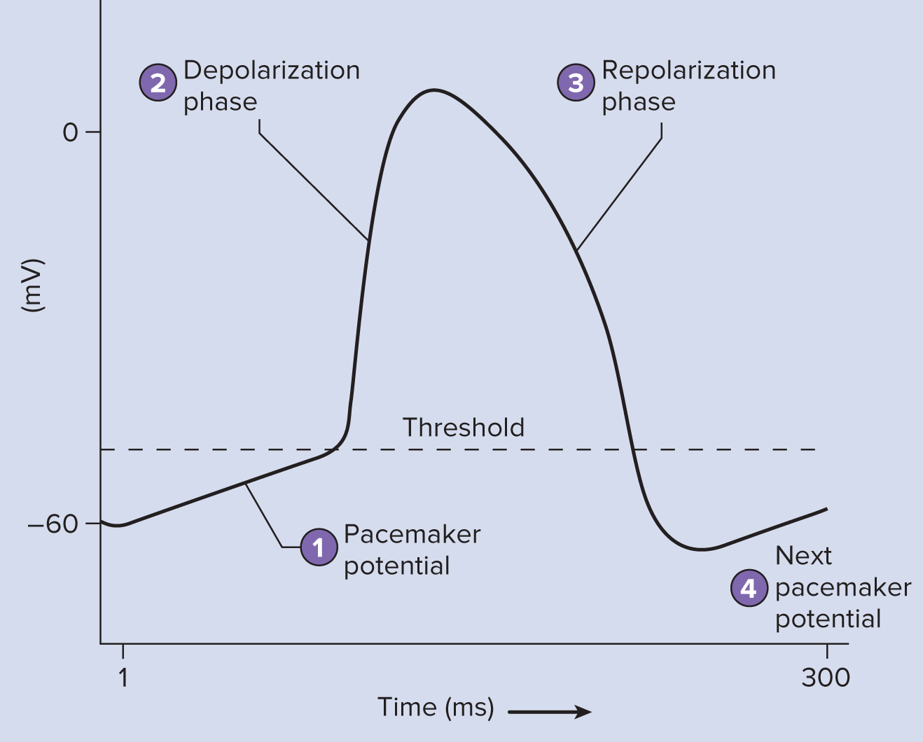 <p>Pacemaker Sinoatrial node (SA)</p>
