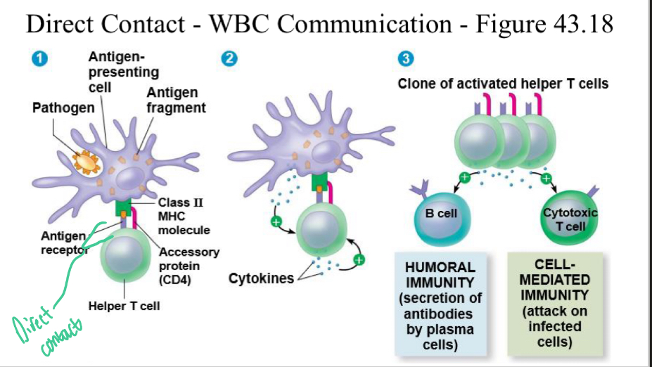 <p>White Blood Cell STP</p>