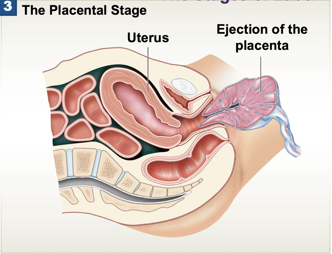 <p>Ejection of the placenta (afterbirth) </p>