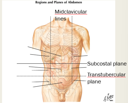 <p>iliac tubercles and body of L5 vertebra</p>