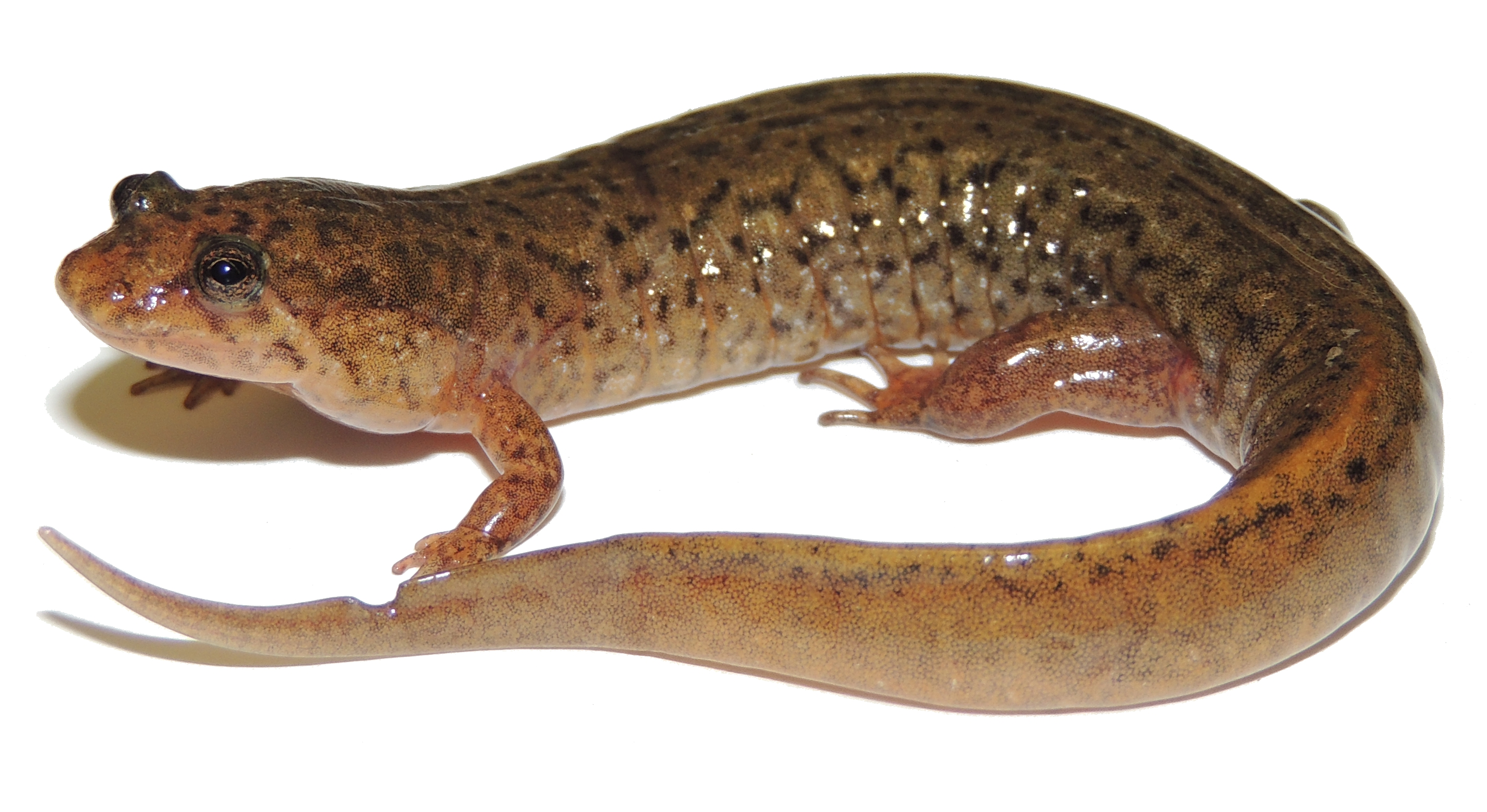 <p>northern dusky salamander<br>- angled jaw<br>- keeled tail <br>- hind limbs shorter than forelimbs </p>