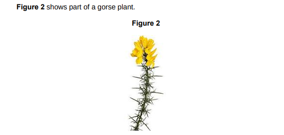 <p>Suggest how the gorse plant is adapted to defend itself.(1)</p>